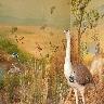 Great Indian Bustard Sanctuary